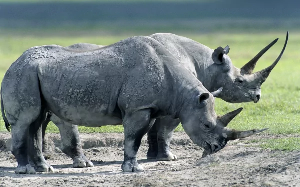 Animal rhino HD Desktop Wallpaper | Background Image