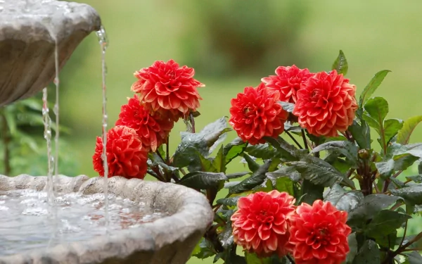 dahlias and water fountain