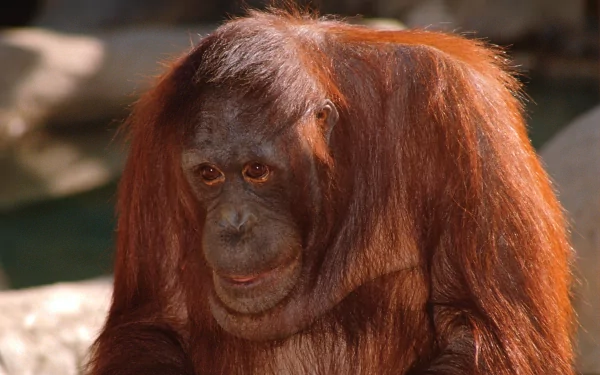 HD PC desktop wallpaper featuring a close-up of an orangutan with rich reddish-brown fur and expressive eyes against a blurred natural background.