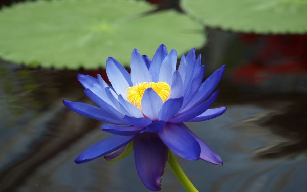 Earth Lotus Flowers Flower HD Wallpaper | Background Image