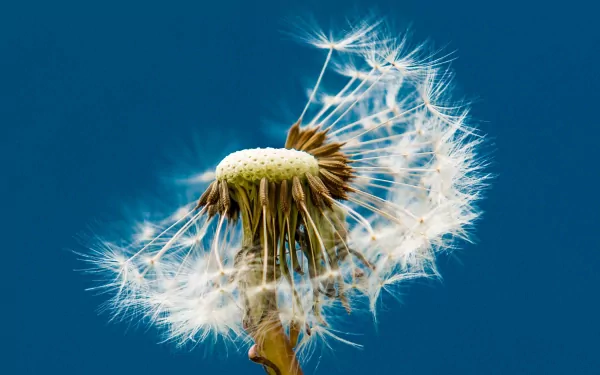 Close-up of a windblown dandelion seed head against a deep blue sky — 2K Quad HD PC desktop wallpaper and background, nature.