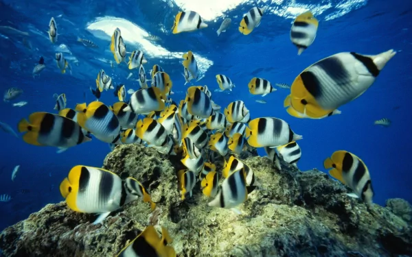 Vibrant school of yellow-and-white butterflyfish (marine animals) swimming over coral in clear blue water — 2K Quad HD PC desktop wallpaper/background.