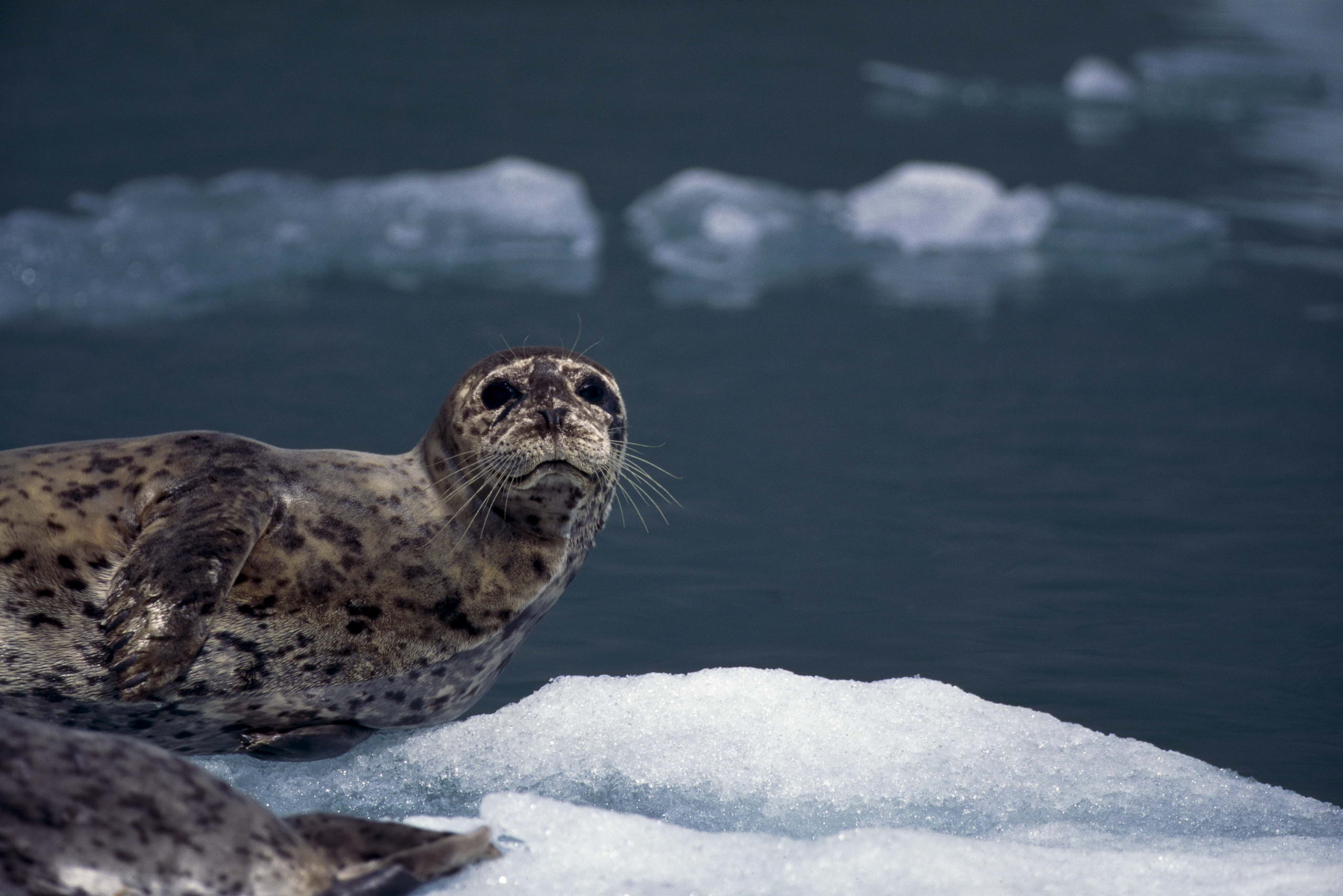 Animal Sea Lion HD Wallpaper | Background Image