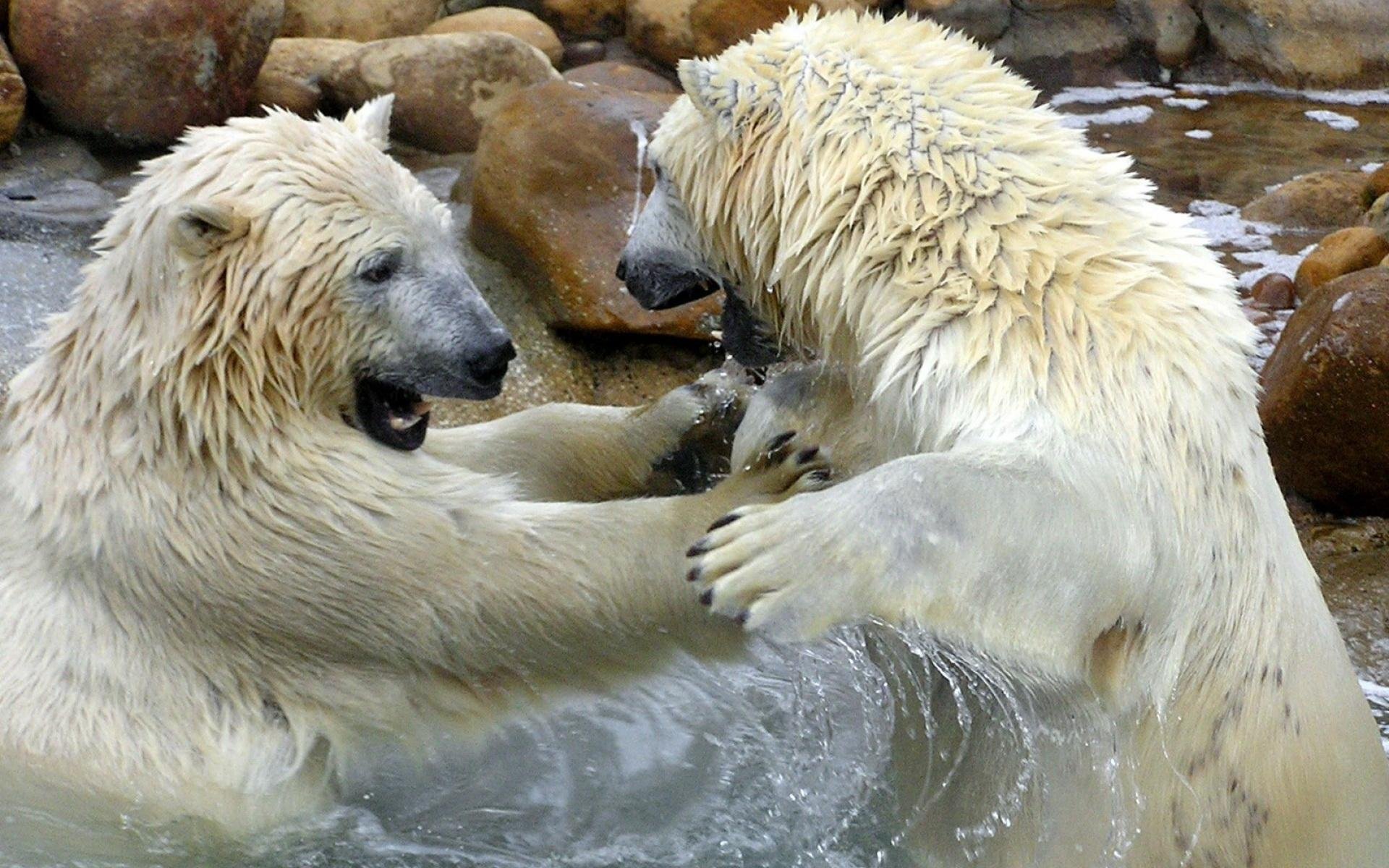 HD PC desktop wallpaper featuring two polar bears playfully interacting in icy water surrounded by rocks, showcasing the natural behavior of these Arctic animals.