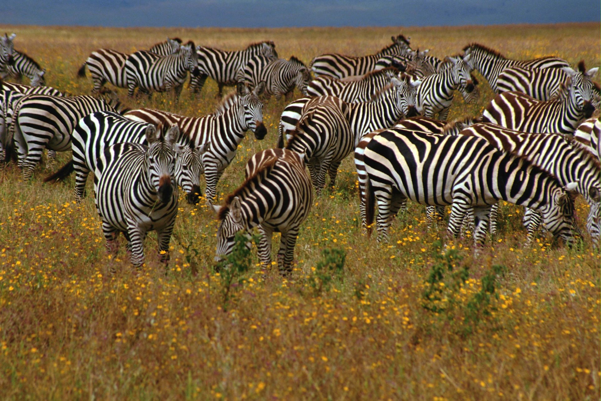 Animal Zebra HD Wallpaper