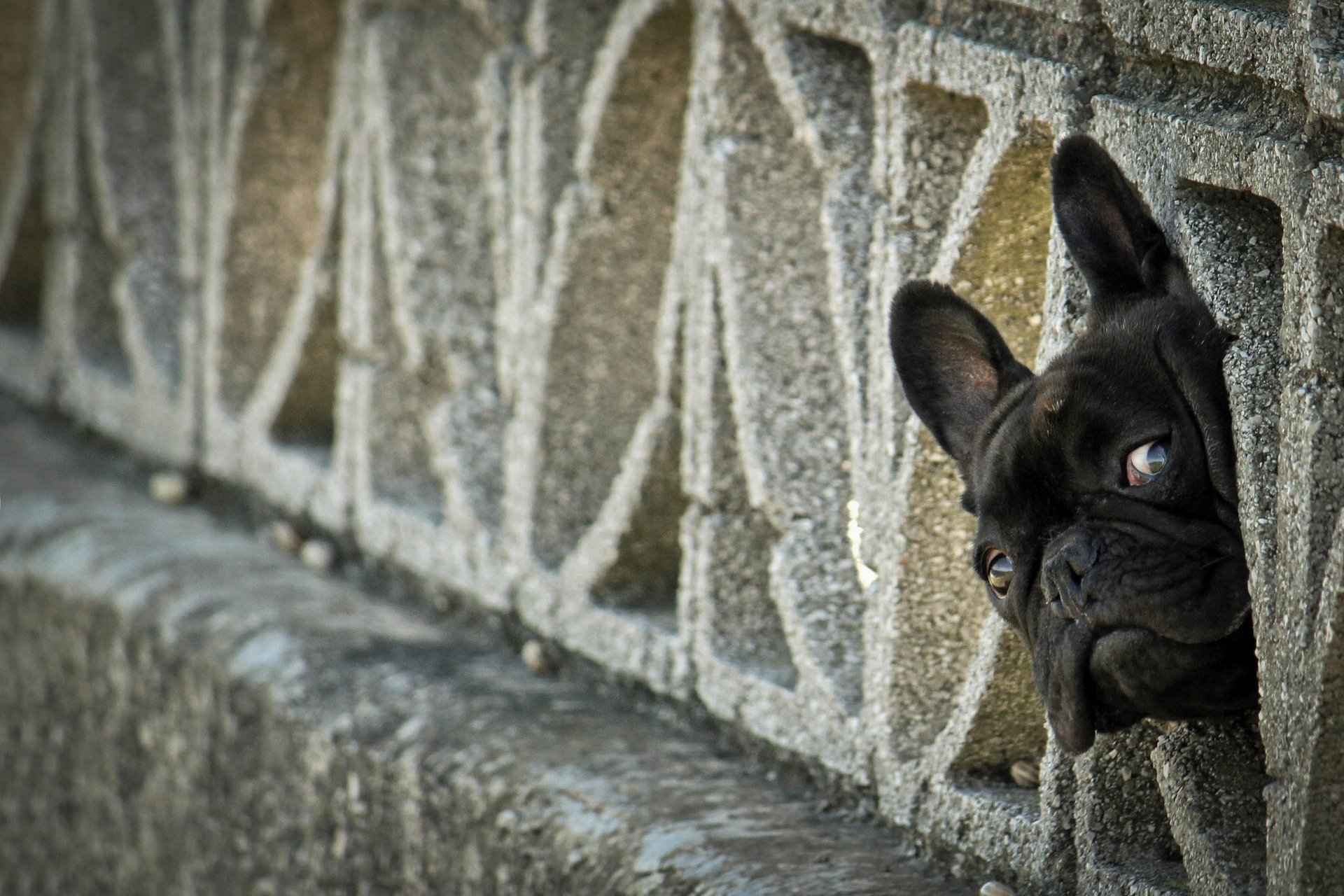 A French bulldog peeks through a textured stone wall, showcasing its expressive muzzle and curious eyes. This charming image makes for a delightful HD desktop wallpaper.