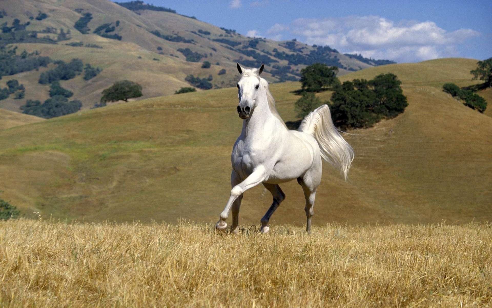 A majestic white horse prances gracefully across a golden field, framed by rolling hills and a clear blue sky, creating a stunning HD desktop wallpaper and background.