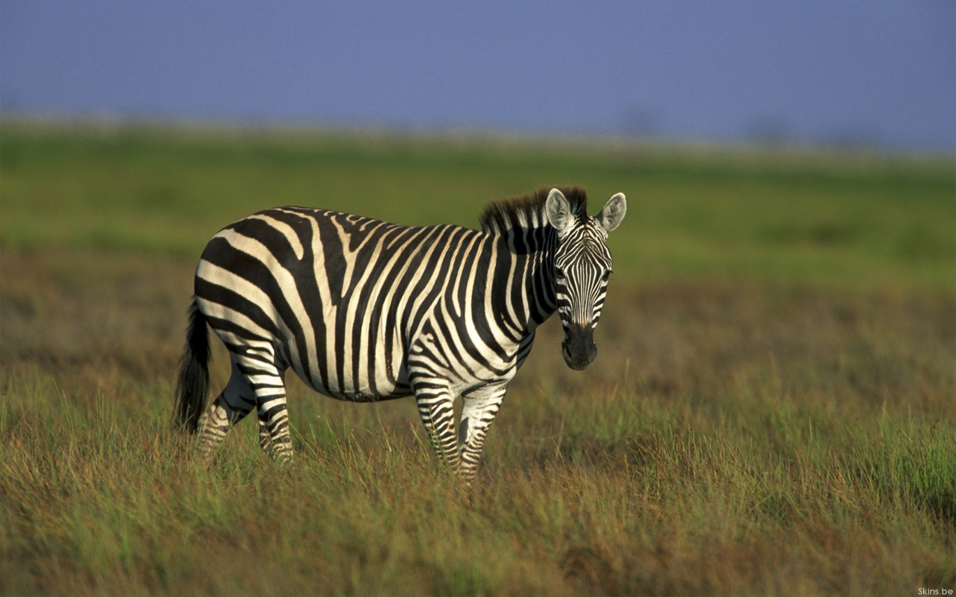 HD PC desktop wallpaper showing a zebra (animal) standing in sunlit grassland beneath a clear blue sky.