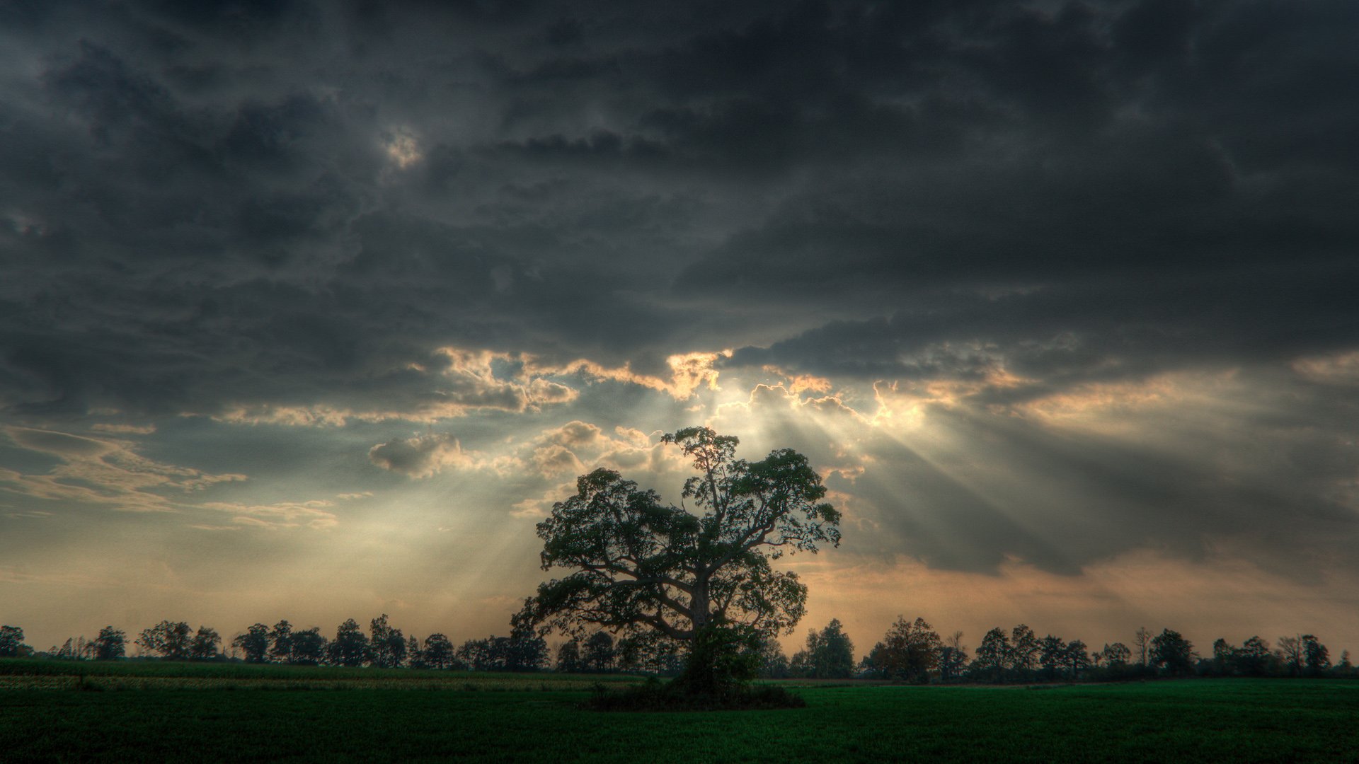 Download Tree Sunbeam Nature Scenic HD Wallpaper by rczeien