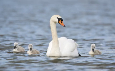HD PC desktop wallpaper featuring a mute swan gracefully swimming with three cygnets on calm blue water.