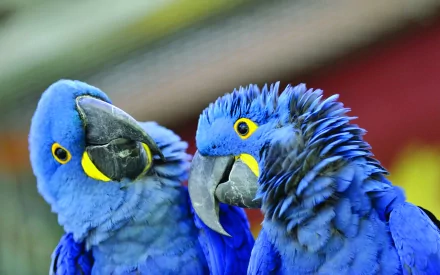 Two vibrant hyacinth macaws with striking blue feathers and yellow accents, captured in close-up detail, creating a stunning and colorful HD desktop wallpaper.
