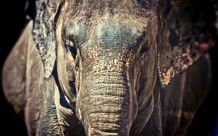 Animal Asian Elephant HD Desktop Wallpaper | Background Image