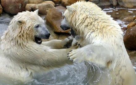 HD PC desktop wallpaper featuring two polar bears playfully interacting in icy water surrounded by rocks, showcasing the natural behavior of these Arctic animals.
