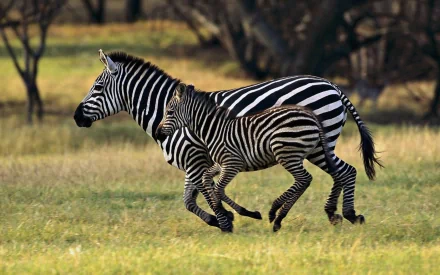 HD desktop wallpaper showing a zebra and its foal running on grassy terrain with a blurred natural background.