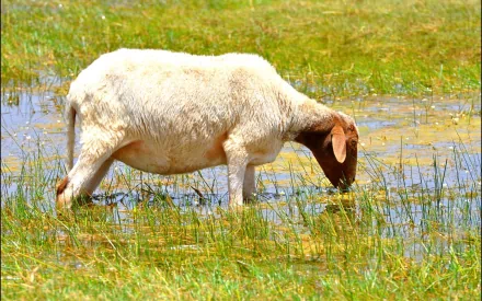 HD PC desktop wallpaper featuring a white goat grazing in a grassy, waterlogged field under natural daylight.