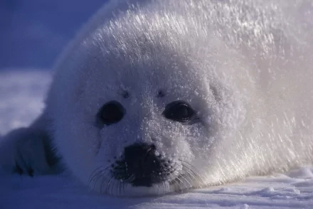 Animal seal HD Desktop Wallpaper | Background Image