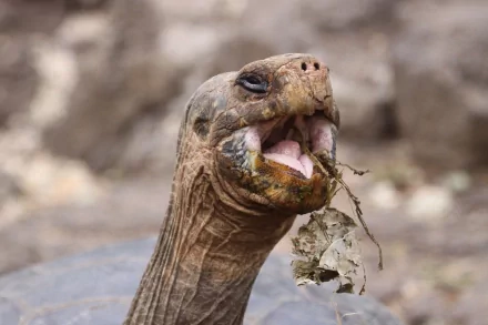 Animal tortoise HD Desktop Wallpaper | Background Image