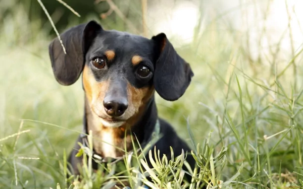 HD desktop wallpaper featuring a close-up of a black and tan dachshund lying in green grass with a softly blurred natural background.