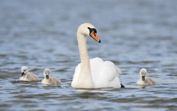 HD PC desktop wallpaper featuring a mute swan gracefully swimming with three cygnets on calm blue water.