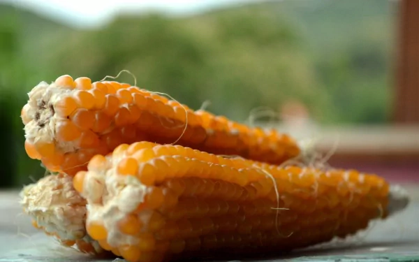 HD PC desktop wallpaper featuring close-up of bright orange corn cobs with a blurred natural background, highlighting fresh food in vibrant detail.