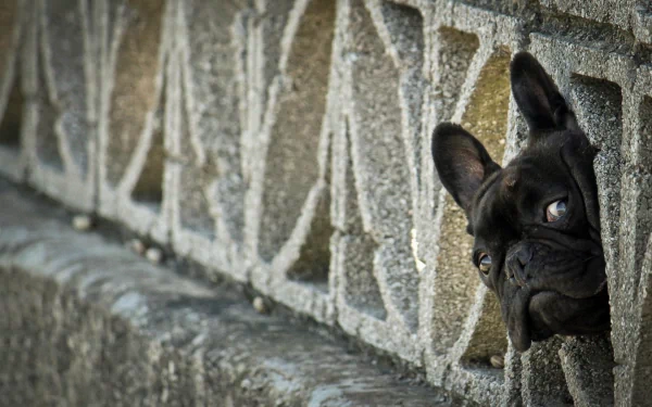 A French bulldog peeks through a textured stone wall, showcasing its expressive muzzle and curious eyes. This charming image makes for a delightful HD desktop wallpaper.