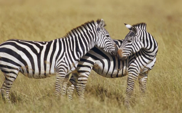 HD PC desktop wallpaper featuring two zebras standing close together in a grassy field, showcasing their distinctive black and white stripes.