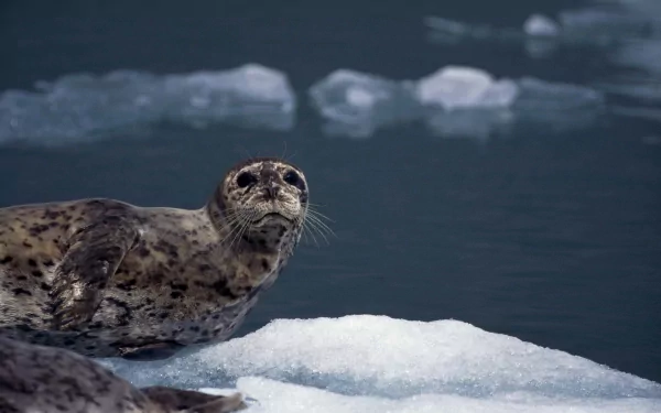 HD desktop wallpaper featuring a sea lion resting on ice floating in cold ocean waters.