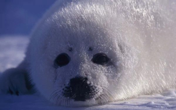 Close-up HD desktop wallpaper of a white seal pup resting on snowy ground with a blurred blue background.