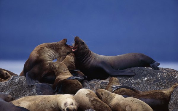 Animal Seal Seals HD Wallpaper | Background Image