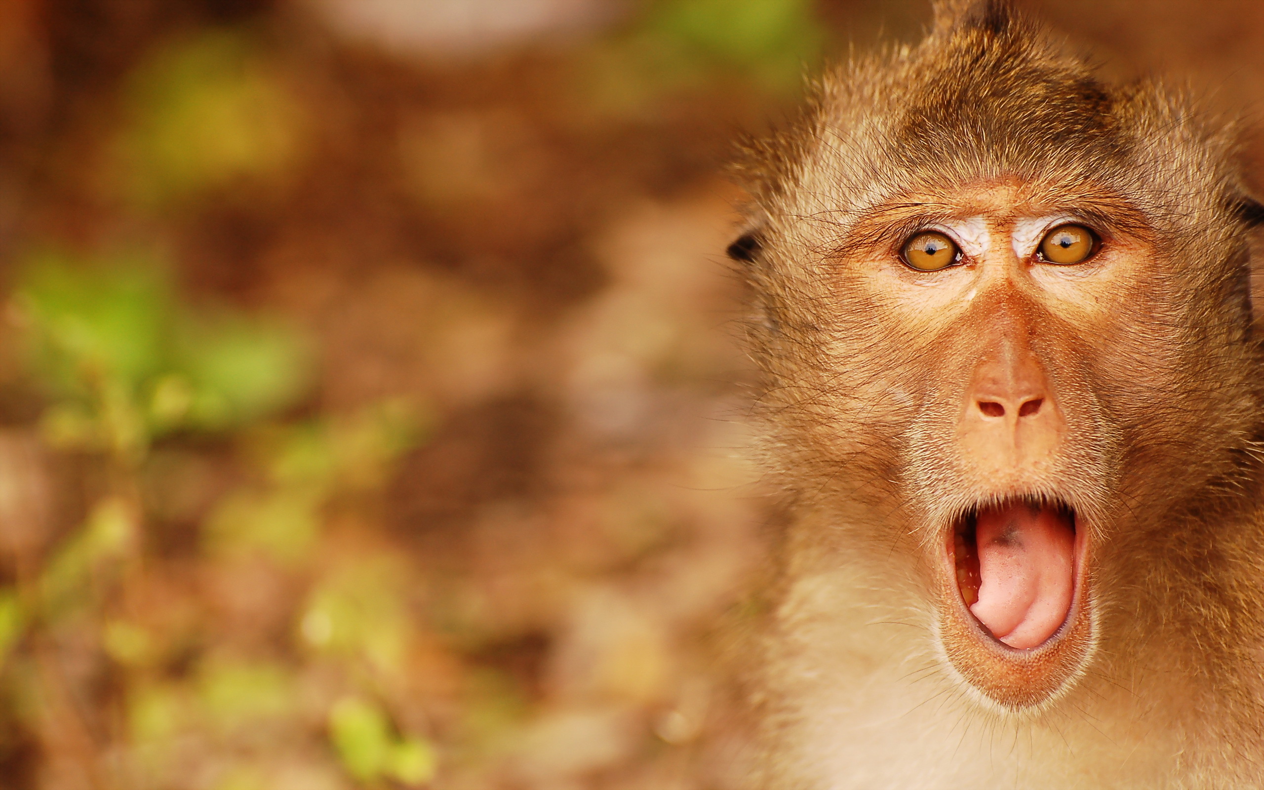 Singe Fond d’écran HD | Arrière-Plan | 2560x1600 | ID:326112