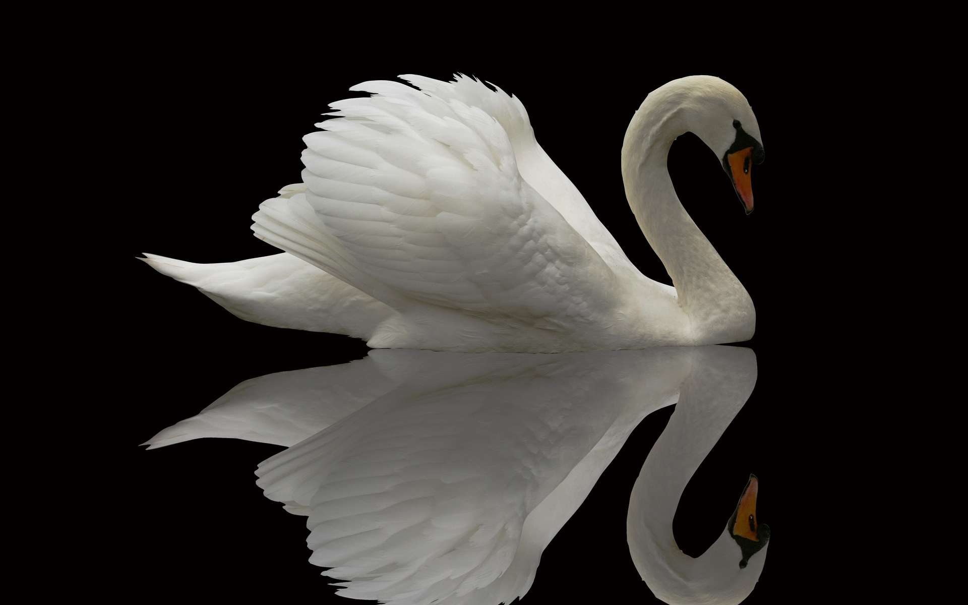 The Elegance Of The Swan, classy beautiful, white, bay, swans, elegant, HD  wallpaper | Peakpx