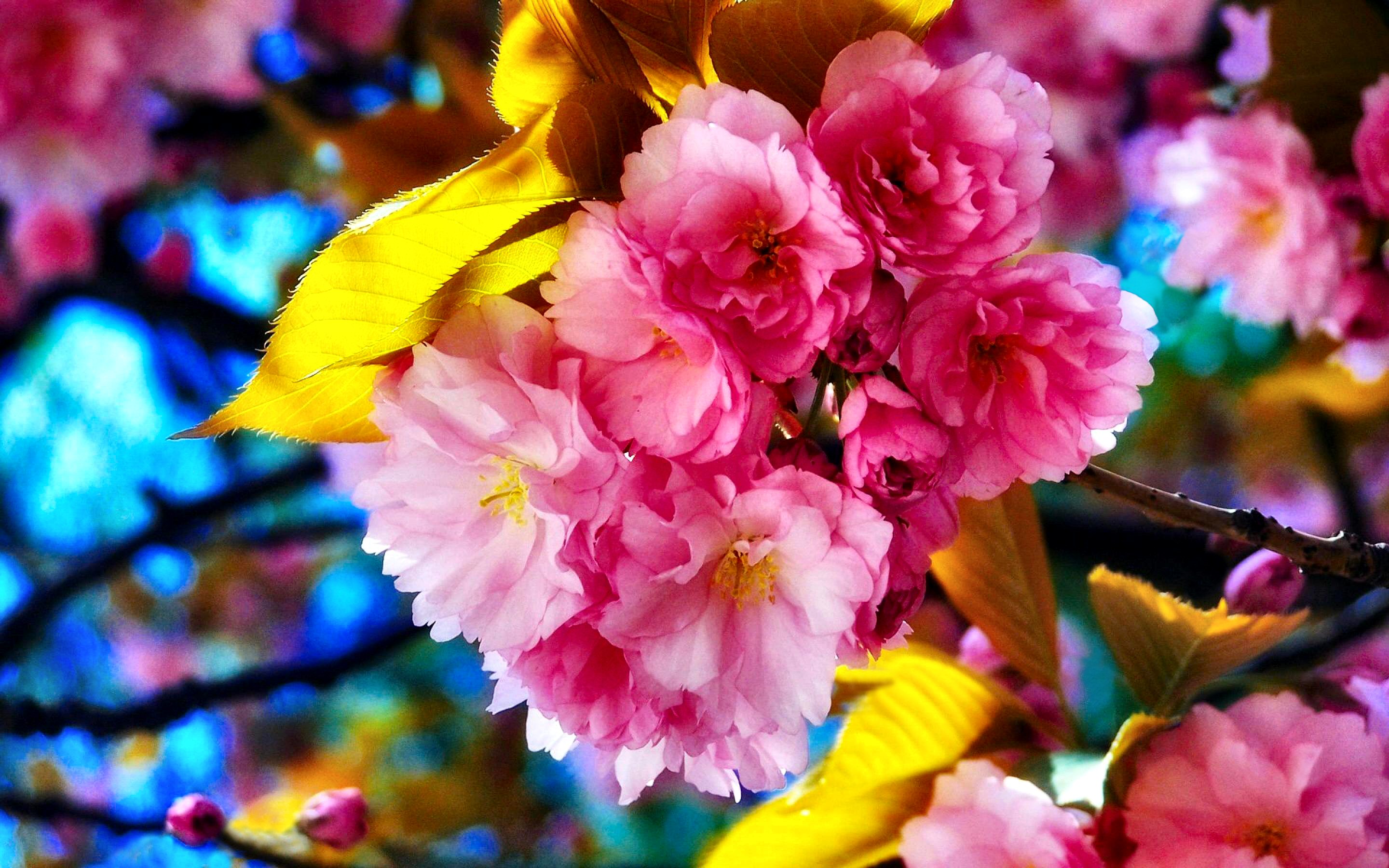 Фото на телефон на заставку цветы красивые