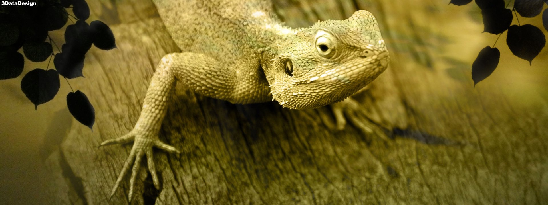 Download Lizard Animal Bearded Dragon HD Wallpaper