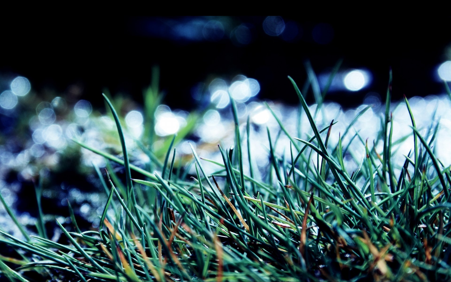 Close-up of dew-speckled grass with cool blue bokeh highlights, a nature-themed 2K Quad HD PC desktop wallpaper background.