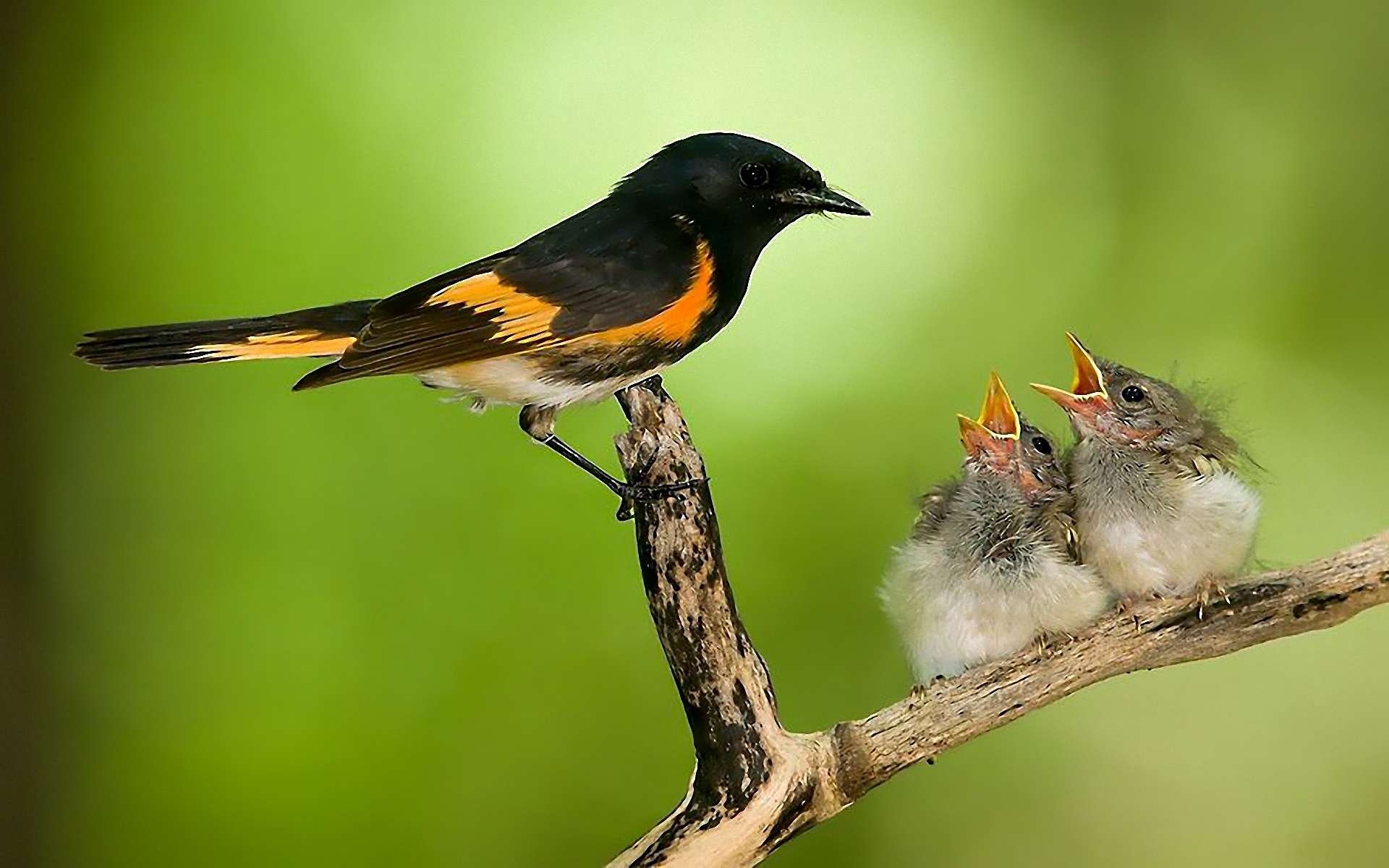 An American redstart perches on a branch, attentively watching its two hungry chicks waiting to be fed, set against a vibrant green background. Perfect HD desktop wallpaper for nature lovers.