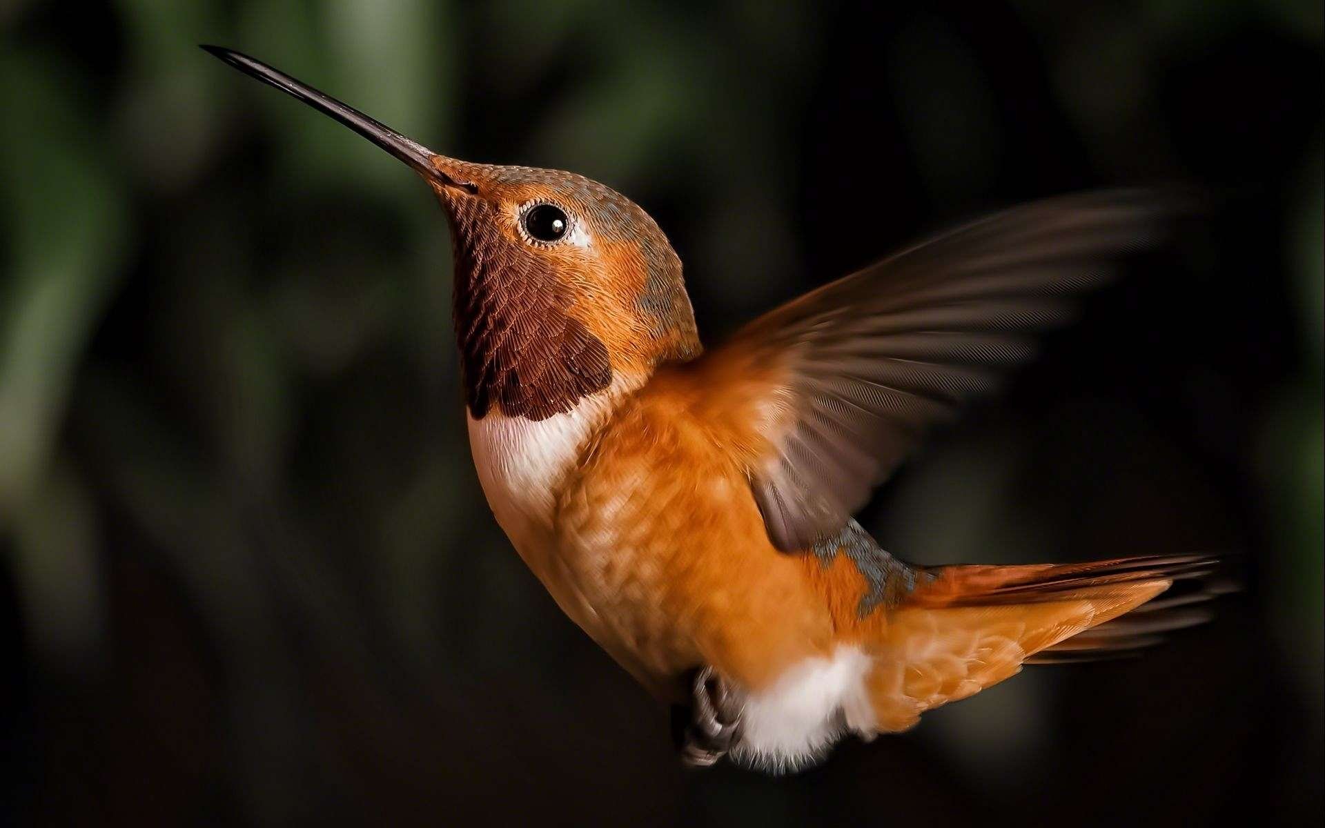 Nature Birds Hummingbirds Depth Of Field Wallpapers Hd Desktop Images