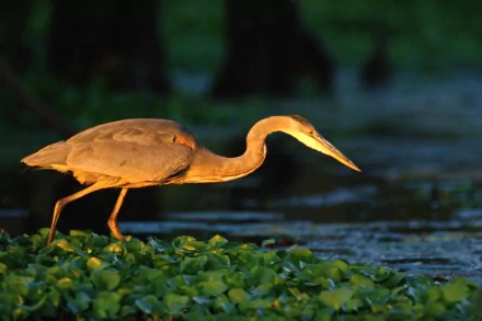 2K Quad HD PC desktop wallpaper: a heron (animal) wading through green aquatic plants at dusk, warm golden light illuminating its feathers.