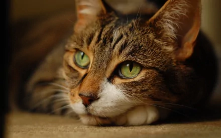 A close-up HD desktop wallpaper of a cat with striking green eyes, lying down and looking intently.