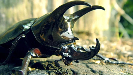 Animal insect HD Desktop Wallpaper | Background Image