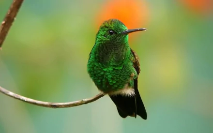 A vibrant green hummingbird perched on a twig, captured in sharp detail against a softly blurred, colorful background, presented as an HD PC desktop wallpaper.