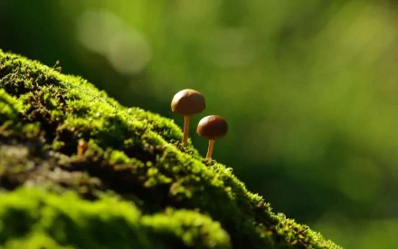 Two small mushrooms grow on a mossy surface, illuminated by soft natural light, creating a tranquil nature scene. This HD image serves as a serene desktop wallpaper.