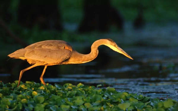 2K Quad HD PC desktop wallpaper: a heron (animal) wading through green aquatic plants at dusk, warm golden light illuminating its feathers.