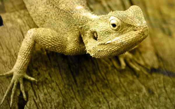 lizard Animal Bearded Dragon HD Desktop Wallpaper | Background Image