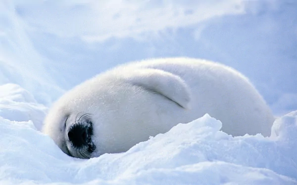 Animal seal HD Desktop Wallpaper | Background Image