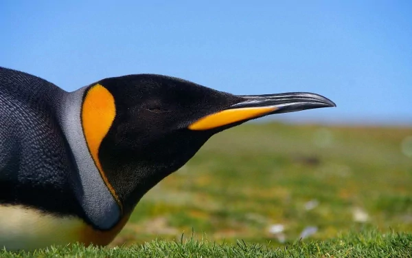 Animal penguin HD Desktop Wallpaper | Background Image