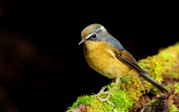 A white-browed bush-robin perched on a mossy surface, showcasing its vibrant plumage against a dark background. This image serves as an HD desktop wallpaper featuring this beautiful animal.