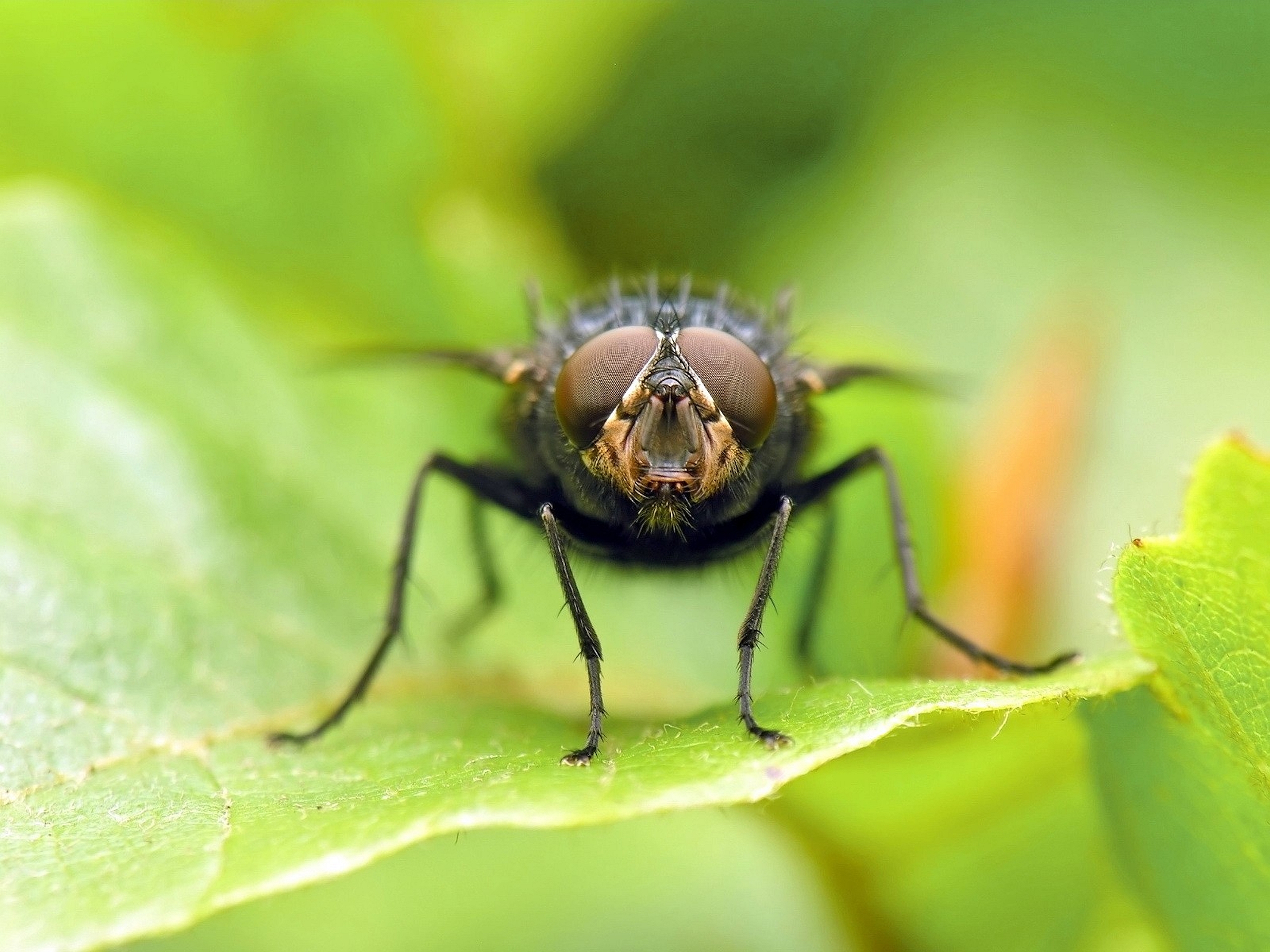 Animal Fly HD Wallpaper | Background Image