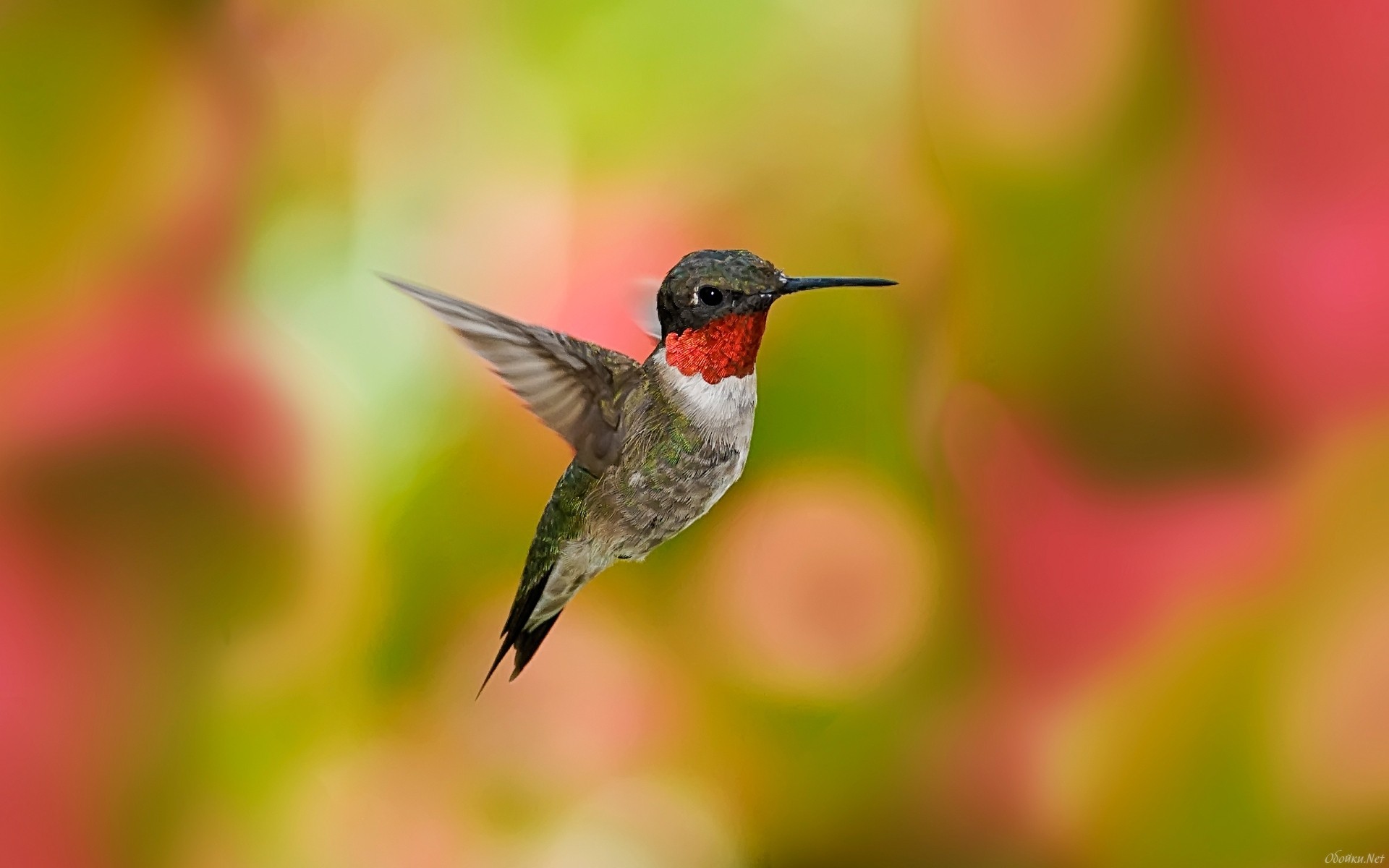 Animal Hummingbird HD Wallpaper | Background Image