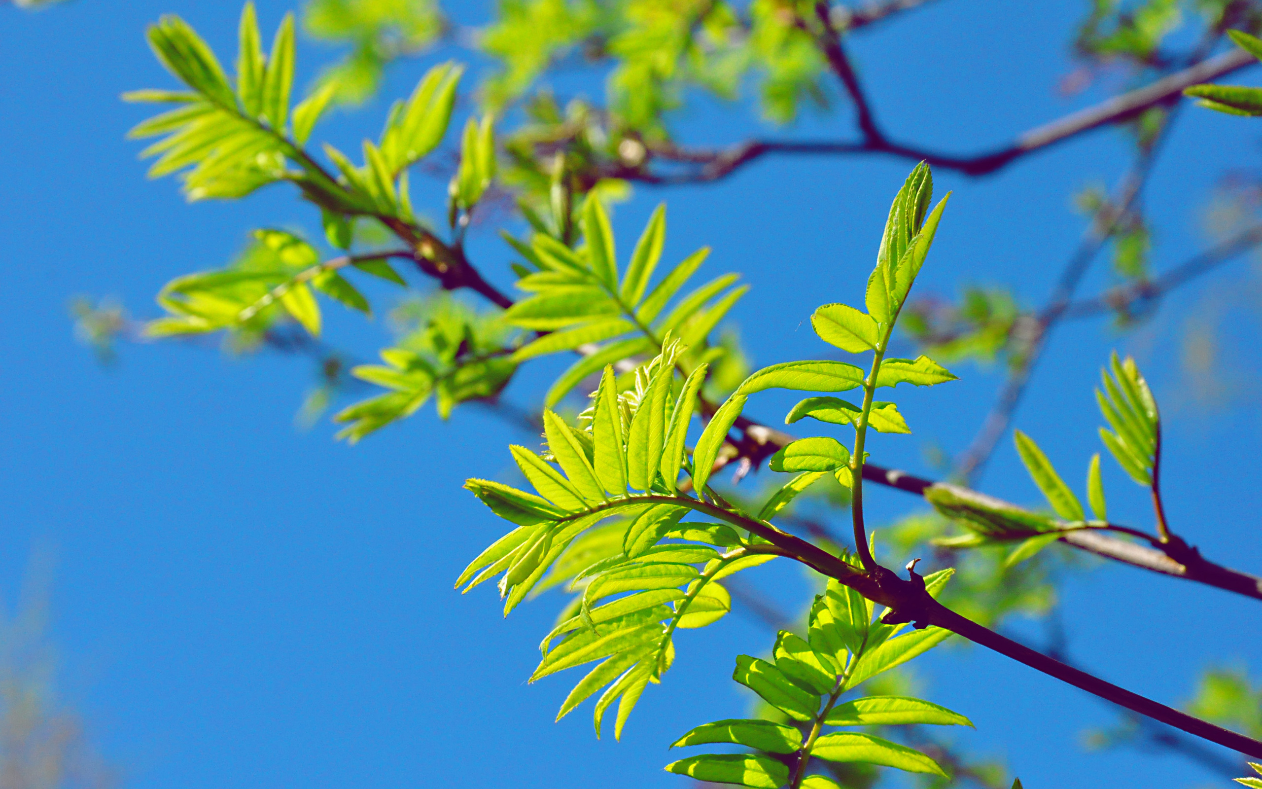 Nature Leaf HD Wallpaper