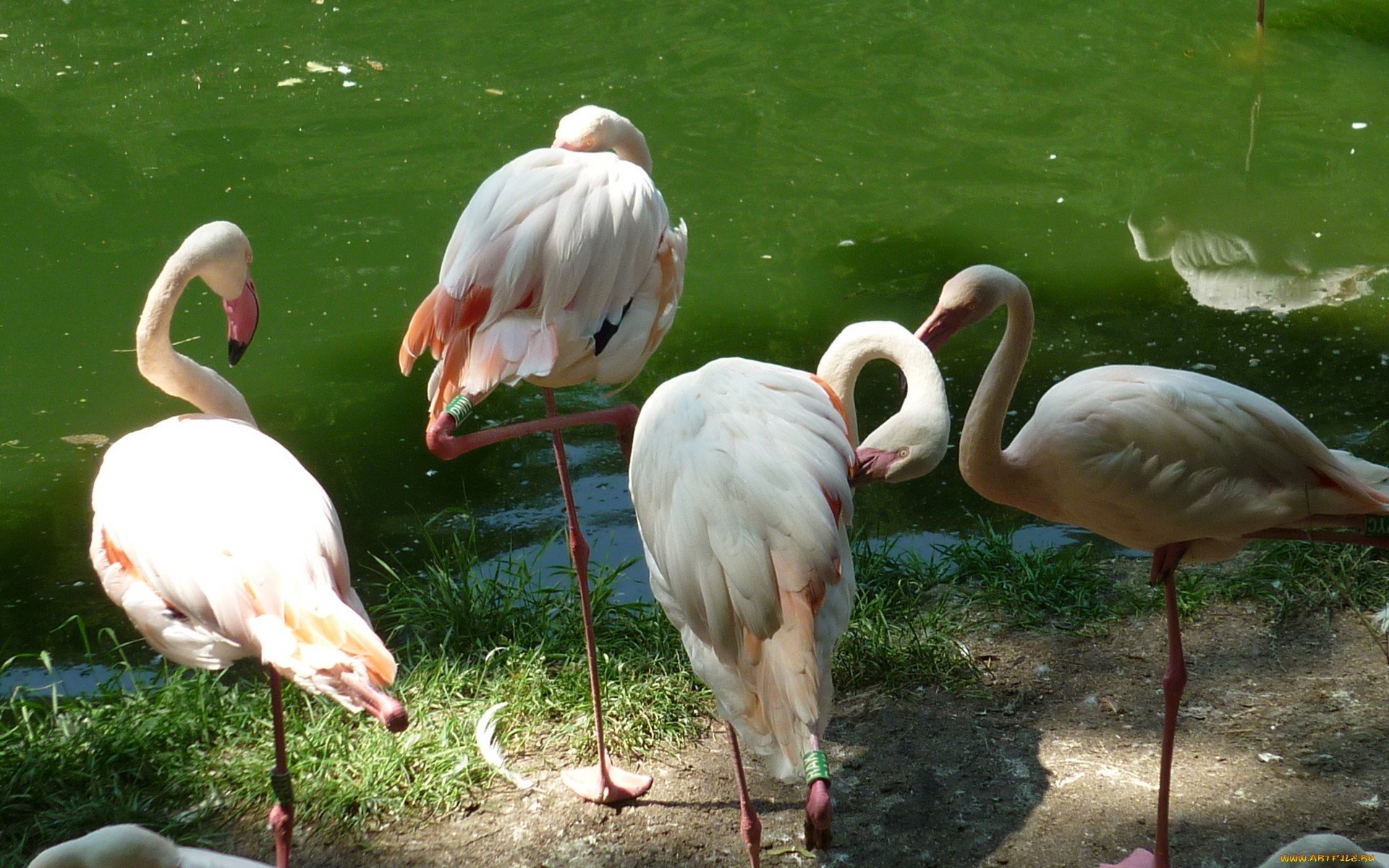 HD desktop wallpaper featuring a group of flamingos standing and grooming by a calm green water body.